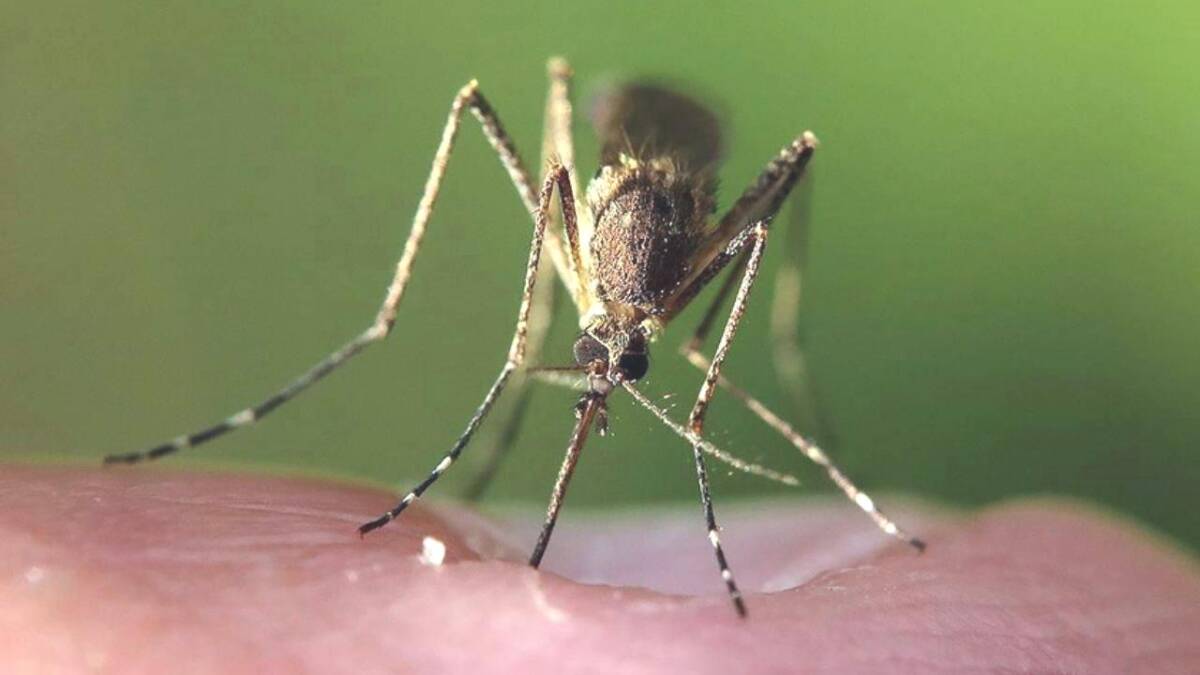 İklim Değişikliği Hayvanlardan Bulaşan Hastalıkları Etkileyebilir