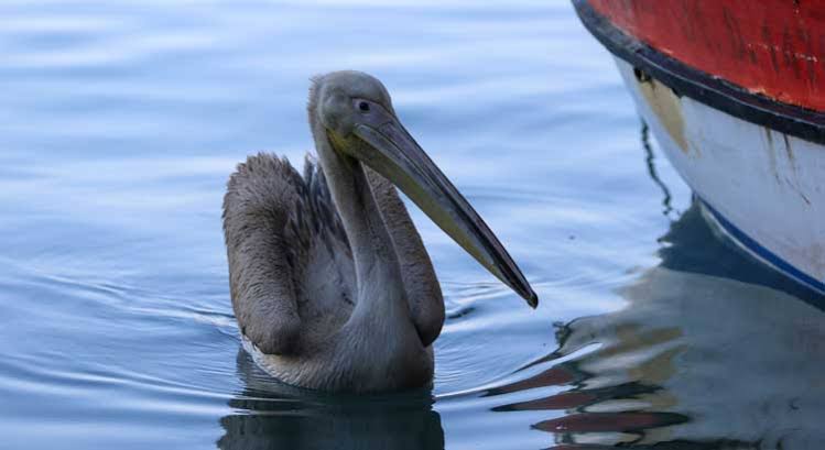 Hatay’ın Payas ilçesinde balıkçıların sahiplendiği “Suzi” isimli pelikan, barınağın adeta
