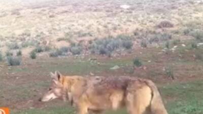 Hatay Doğayı ve Tabiatı Koruma Derneği ekiplerince kırsal alanlara yerleştirilen
