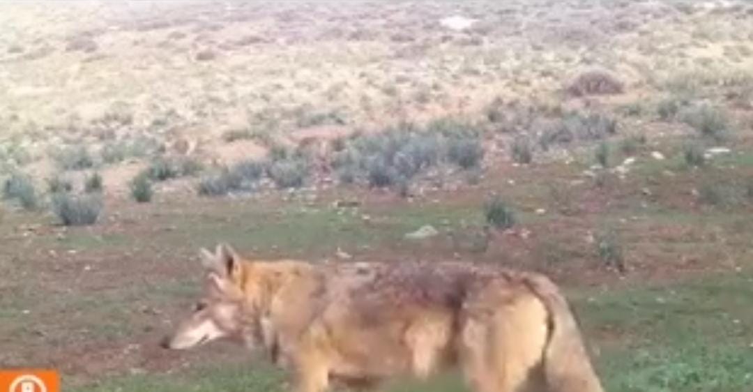 Hatay Doğayı ve Tabiatı Koruma Derneği ekiplerince kırsal alanlara yerleştirilen