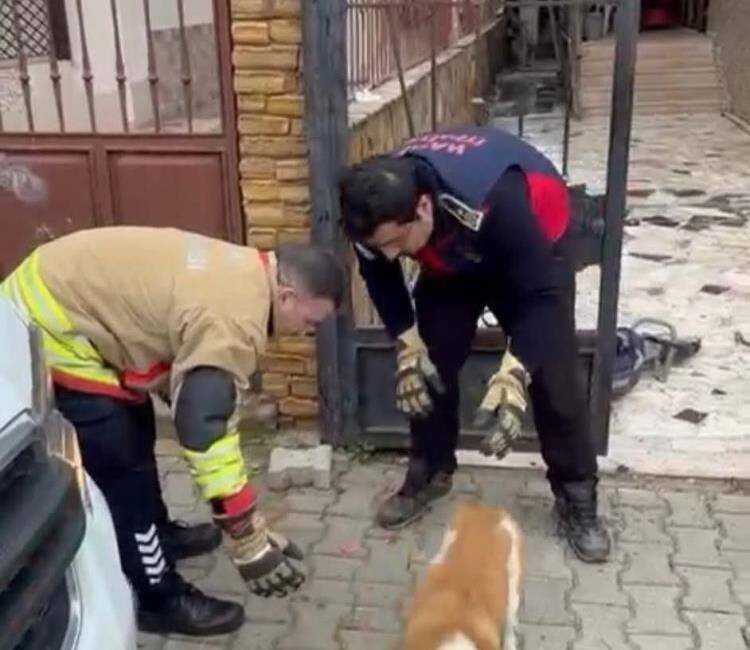 Hatay’ın Samandağ ilçesinde demir korkuluklara sıkışarak mahsur kalan bir köpek,