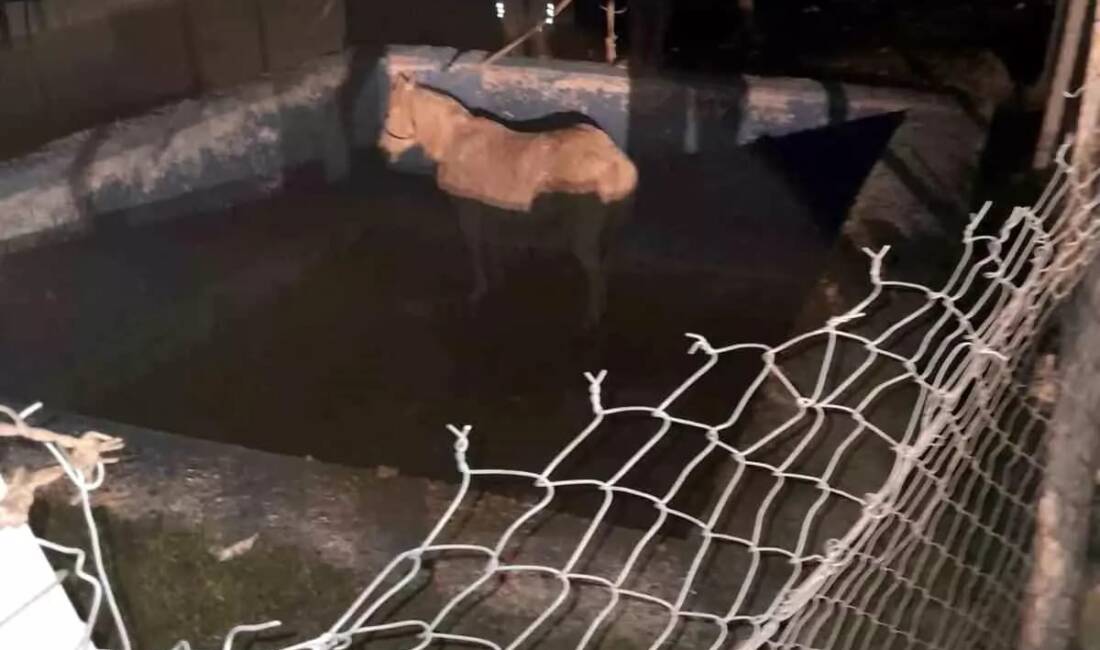 Hatay’ın Belen ilçesinde bir çiftçiye ait at, sulama havuzuna düşerek