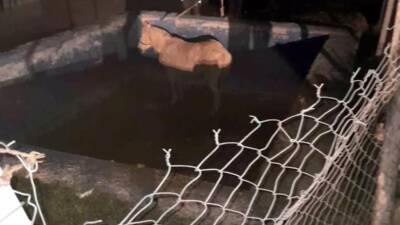 Hatay’ın Belen ilçesinde bir çiftçiye ait at, sulama havuzuna düşerek