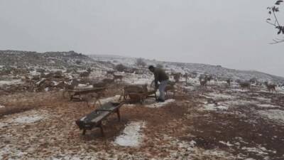 Hatay’ın Kırıkhan ilçesinde, “Gazella gazella” olarak bilinen dağ ceylanlarının yaşadığı