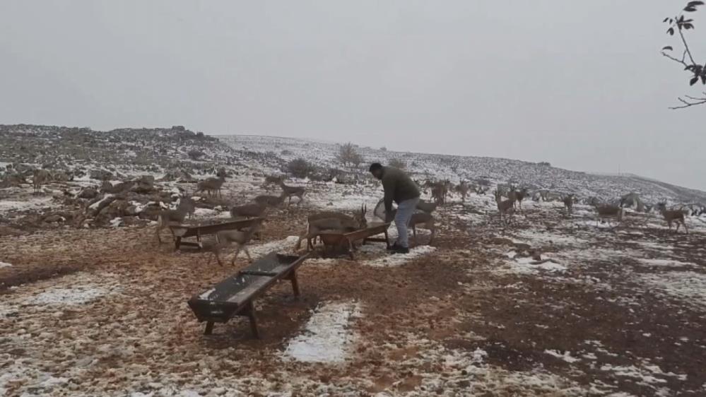 Hatay’ın Kırıkhan ilçesinde, “Gazella gazella” olarak bilinen dağ ceylanlarının yaşadığı