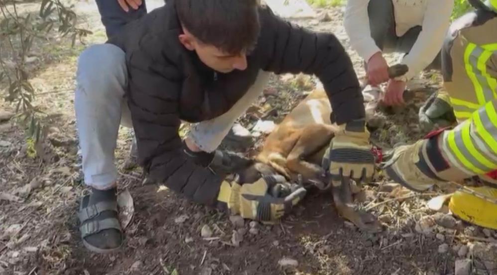 Hatay’ın Kırıkhan ilçesinde patisi zincire sıkışan bir köpek, itfaiye ekiplerinin