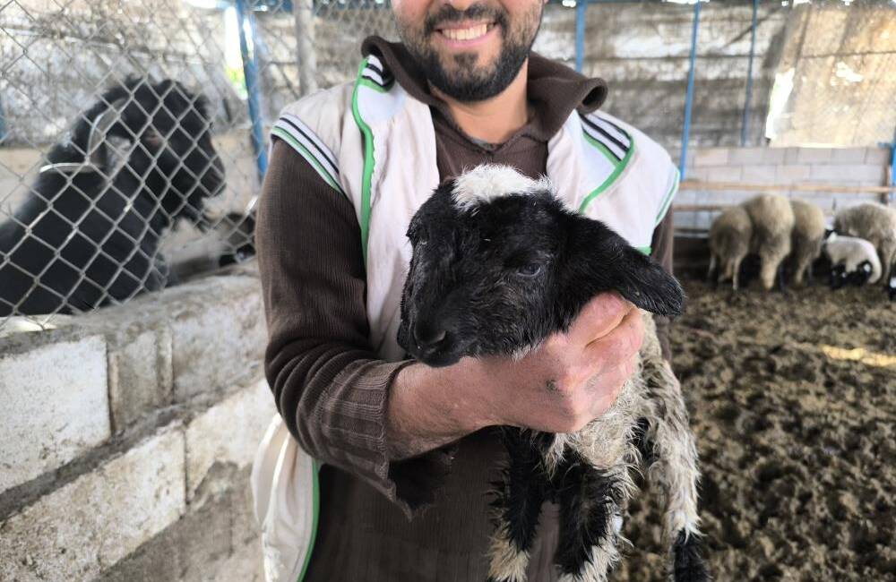 Hatay’da çift başlı olarak dünyaya gelen kuzu, yaşama tutundu. Kuzunun