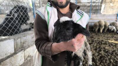 Hatay’da çift başlı olarak dünyaya gelen kuzu, yaşama tutundu. Kuzunun