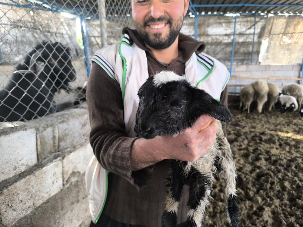 Hatay’da çift başlı olarak dünyaya gelen kuzu, yaşama tutundu. Kuzunun
