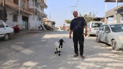 Hatay'da annesi telef olan kuzuyu sahiplenen ve ‘Karabaş’ ismini veren