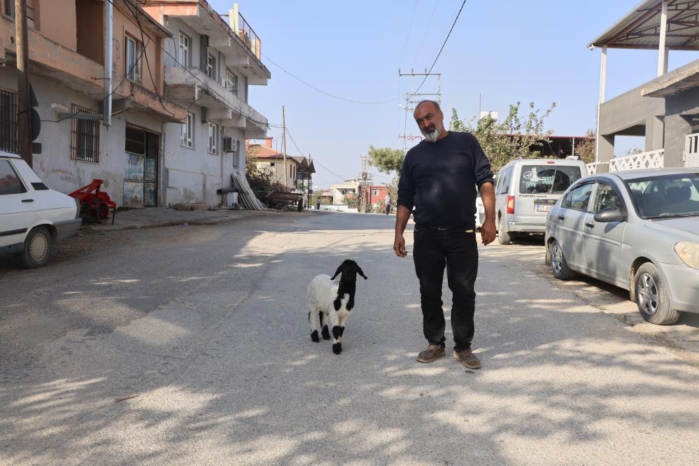 Hatay'da annesi telef olan kuzuyu sahiplenen ve ‘Karabaş’ ismini veren