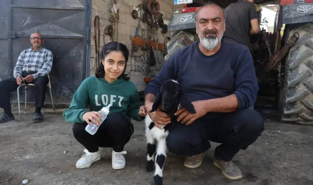 Hatay’da annesi telef olan bir kuzuyu sahiplenen amca ve yeğen,