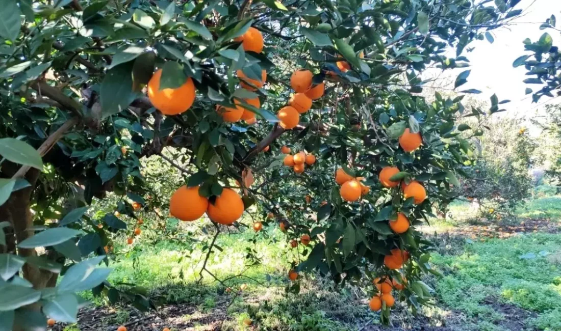 Hatay’ın Erzin ilçesinde bir narenciye bahçesinden piyasa değeri yaklaşık 25