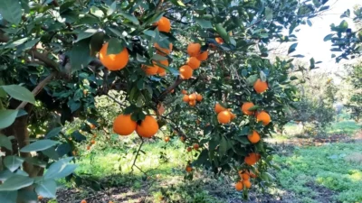Hatay’ın Erzin ilçesinde bir narenciye bahçesinden piyasa değeri yaklaşık 25