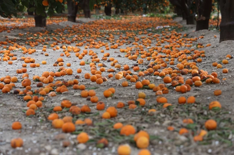 Türkiye’nin en verimli topraklarından biri olan Hatay’da mandalina üretiminde bu