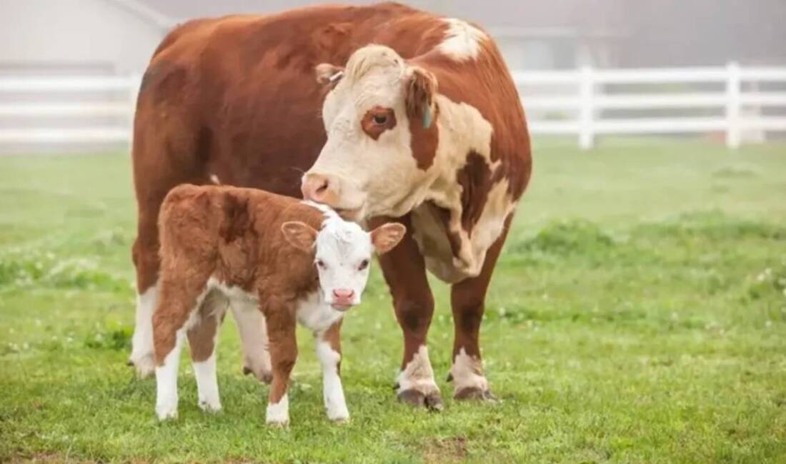 Tarım ve Orman Bakanlığı, çiftçilere ve besicilere yönelik destek paketini