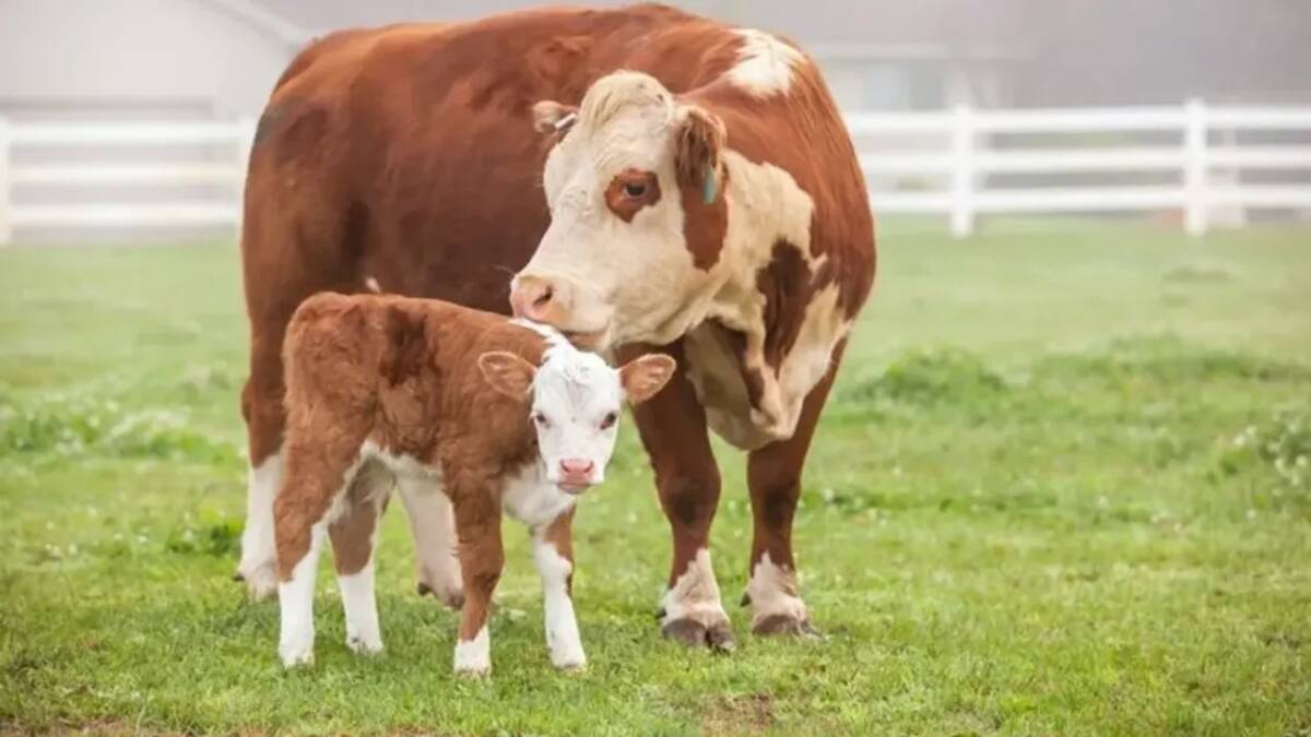 Tarım ve Orman Bakanlığı, çiftçilere ve besicilere yönelik destek paketini