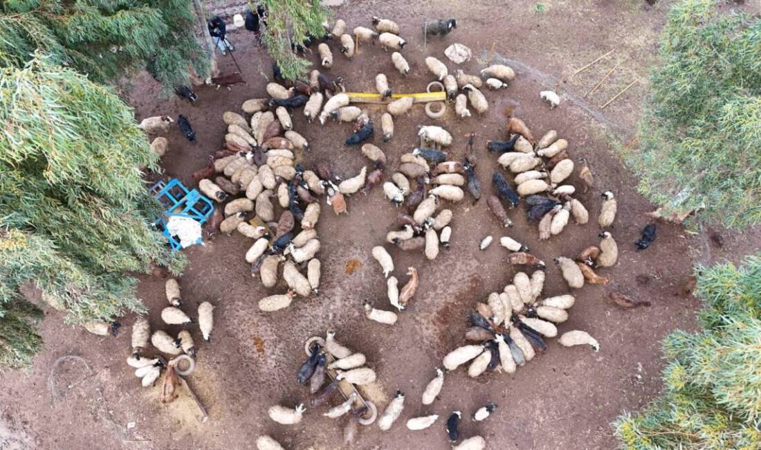 Hatay'da 6 Şubat 2023'teki depremlerde ahırının çökmesi sonucu 32 küçükbaş