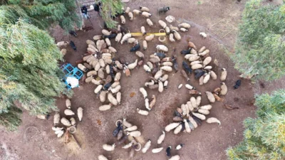 Hatay'da 6 Şubat 2023'teki depremlerde ahırının çökmesi sonucu 32 küçükbaş