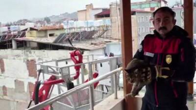 Hatay’ın Kırıkhan ilçesinde 7. katta mahsur kalan bir kedi, itfaiye