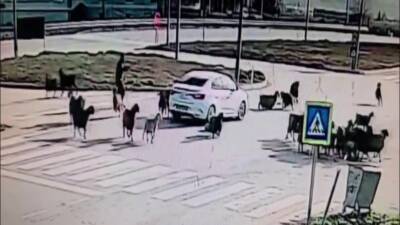 Hatay’da kavşaktan karşıya geçirilmek istenen koyun sürüsünün arasına dalan otomobil,