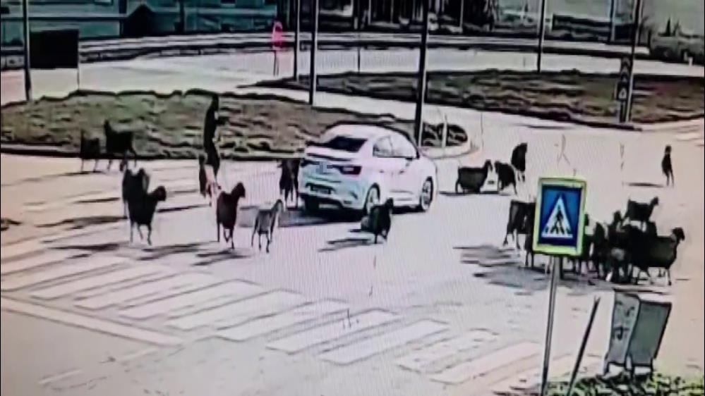 Hatay’da kavşaktan karşıya geçirilmek istenen koyun sürüsünün arasına dalan otomobil,