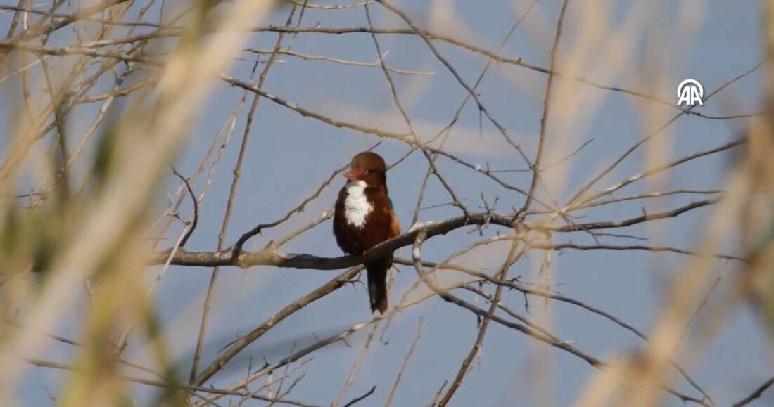 Türkiye’nin önemli göç yolları üzerinde yer alan Hatay, kış ortası
