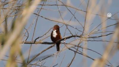 Türkiye’nin önemli göç yolları üzerinde yer alan Hatay, kış ortası