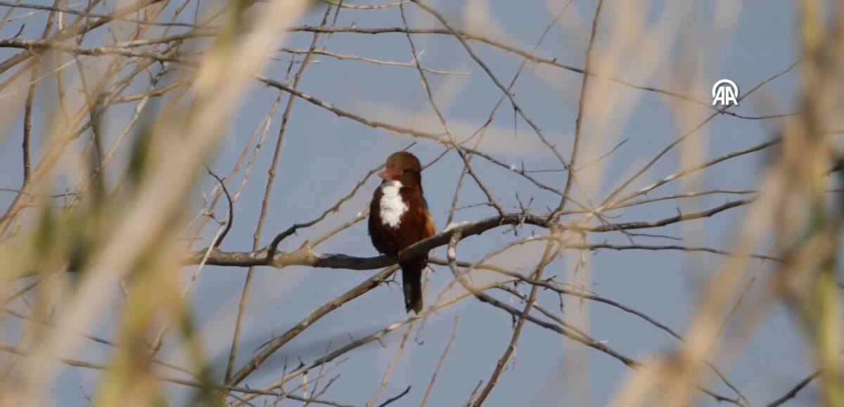 Türkiye’nin önemli göç yolları üzerinde yer alan Hatay, kış ortası