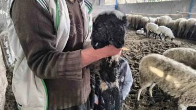 Hatay’ın Dörtyol ilçesinde dünyaya gelen çift başlı kuzu, kısa sürede