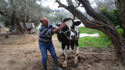 Hatay’da 6 Şubat 2023 depremlerinde ahırları yıkılan ve hayvanlarını kaybeden