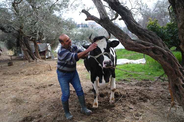 Hatay’da 6 Şubat 2023 depremlerinde ahırları yıkılan ve hayvanlarını kaybeden