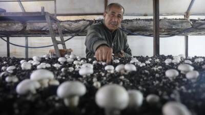 Hatay’da yaşayan Feraç Beyaz, merakla başlayan mantar üretiminde ahırda başladığı