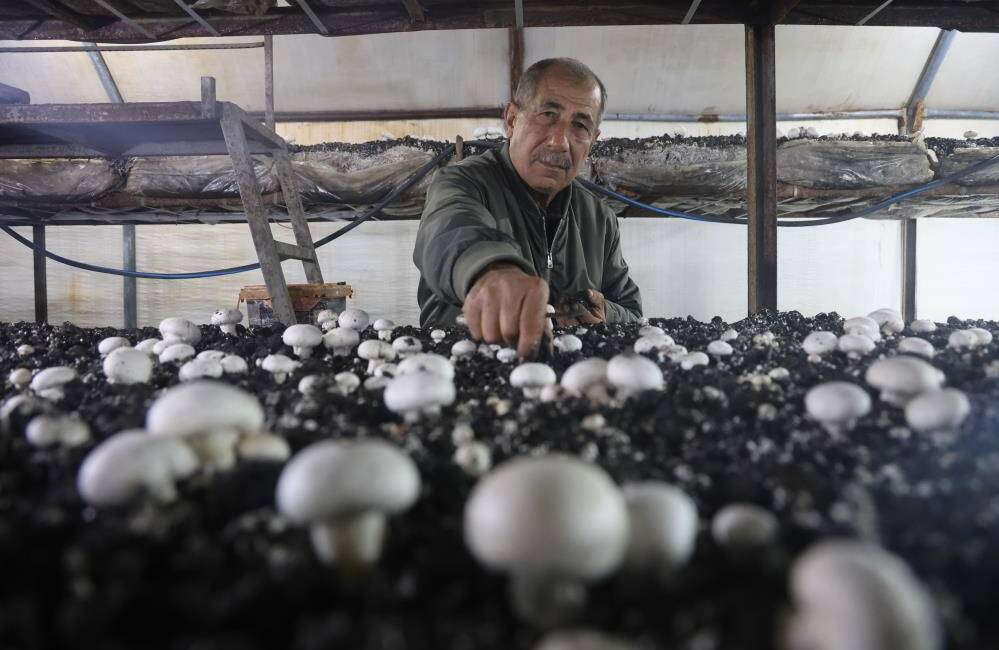 Hatay’da yaşayan Feraç Beyaz, merakla başlayan mantar üretiminde ahırda başladığı