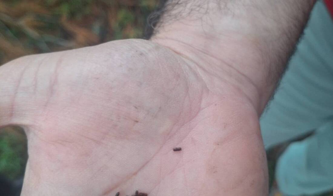 Hatay’da bazı ormanlık alanlarda Orman İşletme Müdürlüğü tarafından “mücbir sebepli”