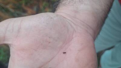 Hatay’da bazı ormanlık alanlarda Orman İşletme Müdürlüğü tarafından “mücbir sebepli”