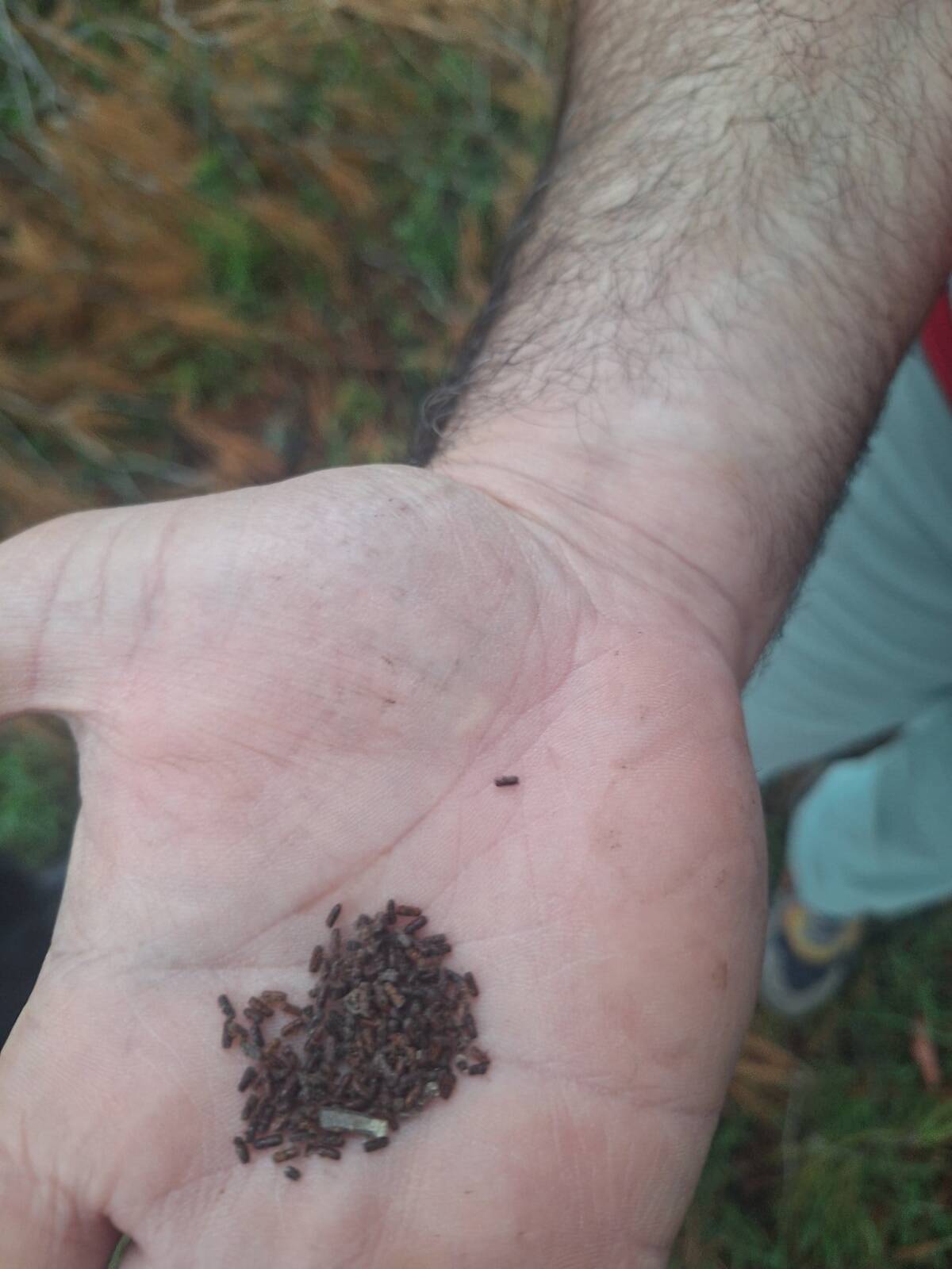 Hatay’da bazı ormanlık alanlarda Orman İşletme Müdürlüğü tarafından “mücbir sebepli”