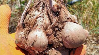 Dünyanın en değerli baharatları arasında yer alan safran Mustafa Kemal Üniversitesi