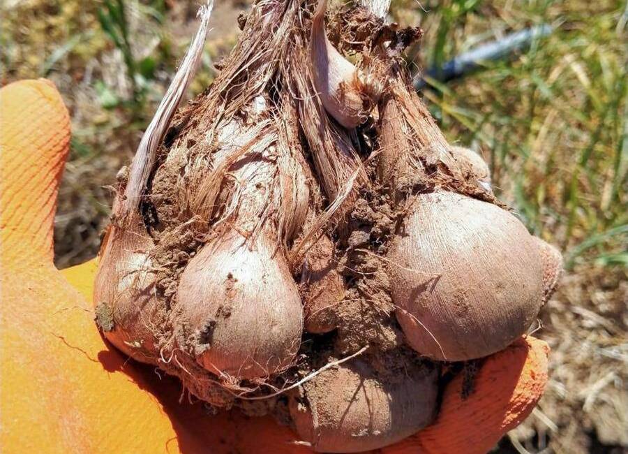 Dünyanın en değerli baharatları arasında yer alan safran Mustafa Kemal Üniversitesi