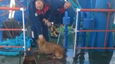 Hatay’ın Dörtyol ilçesinde, balıkçı barınağında ilginç bir kurtarma operasyonu yaşandı.