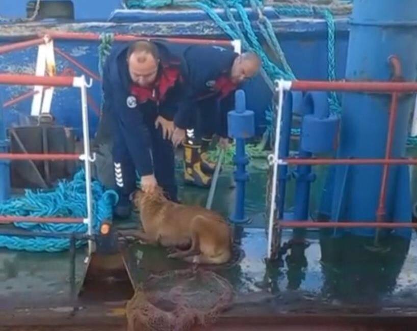 Hatay’ın Dörtyol ilçesinde, balıkçı barınağında ilginç bir kurtarma operasyonu yaşandı.