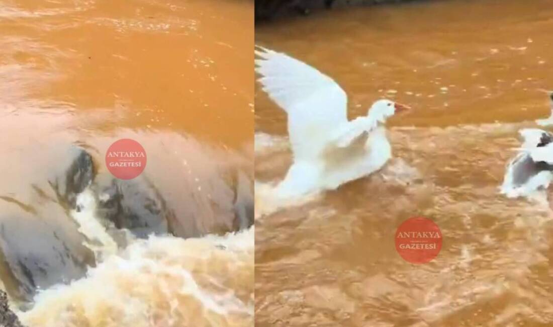 Hatay’ın Antakya ilçesine bağlı Serinyol Mahallesi’ndeki Tahtaköprü’de, 7 yıldır kuruyan