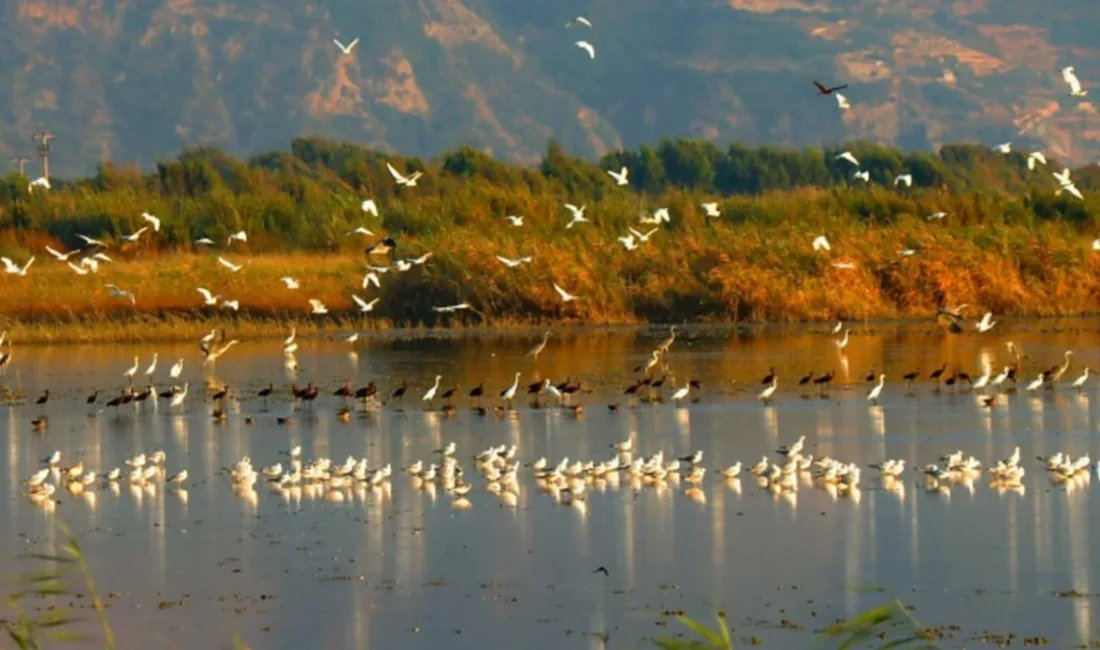 Hatay’ın Samandağ ilçesinde doğa mücadelesinin simge noktalarından Milleyha’da önemli bir