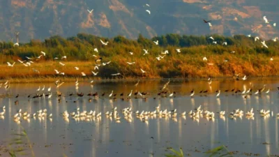 Hatay’ın Samandağ ilçesinde doğa mücadelesinin simge noktalarından Milleyha’da önemli bir