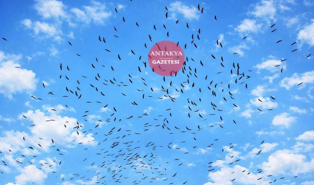 Bahar aylarının gelmesiyle birlikte göçmen kuşlar Hatay semalarında görülmeye başladı.