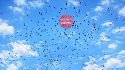 Bahar aylarının gelmesiyle birlikte göçmen kuşlar Hatay semalarında görülmeye başladı.