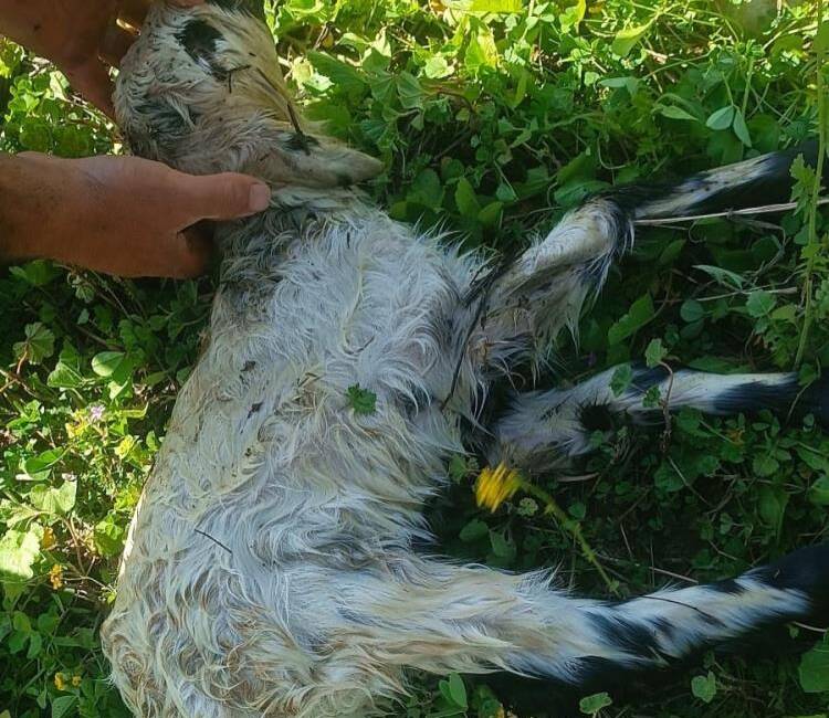 Hatay’ın Defne ilçesinde yaşanan olayda, kuyuya düşerek mahsur kalan bir