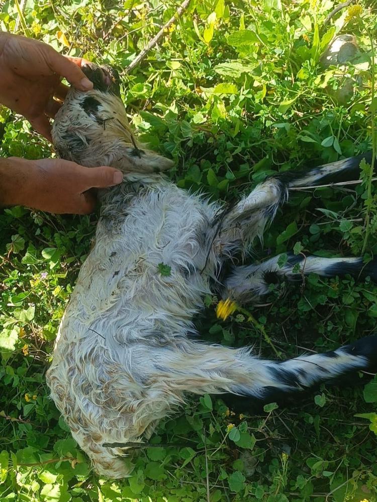 Hatay’ın Defne ilçesinde yaşanan olayda, kuyuya düşerek mahsur kalan bir