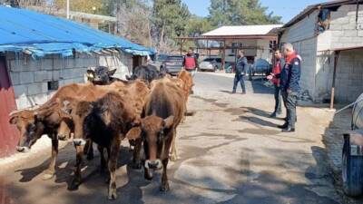 Hatay Tarım ve Orman İl Müdürlüğü ekipleri Kumlu’da yerli ırk