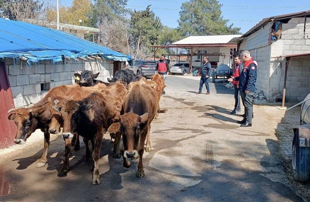Hatay Tarım ve Orman İl Müdürlüğü ekipleri Kumlu’da yerli ırk
